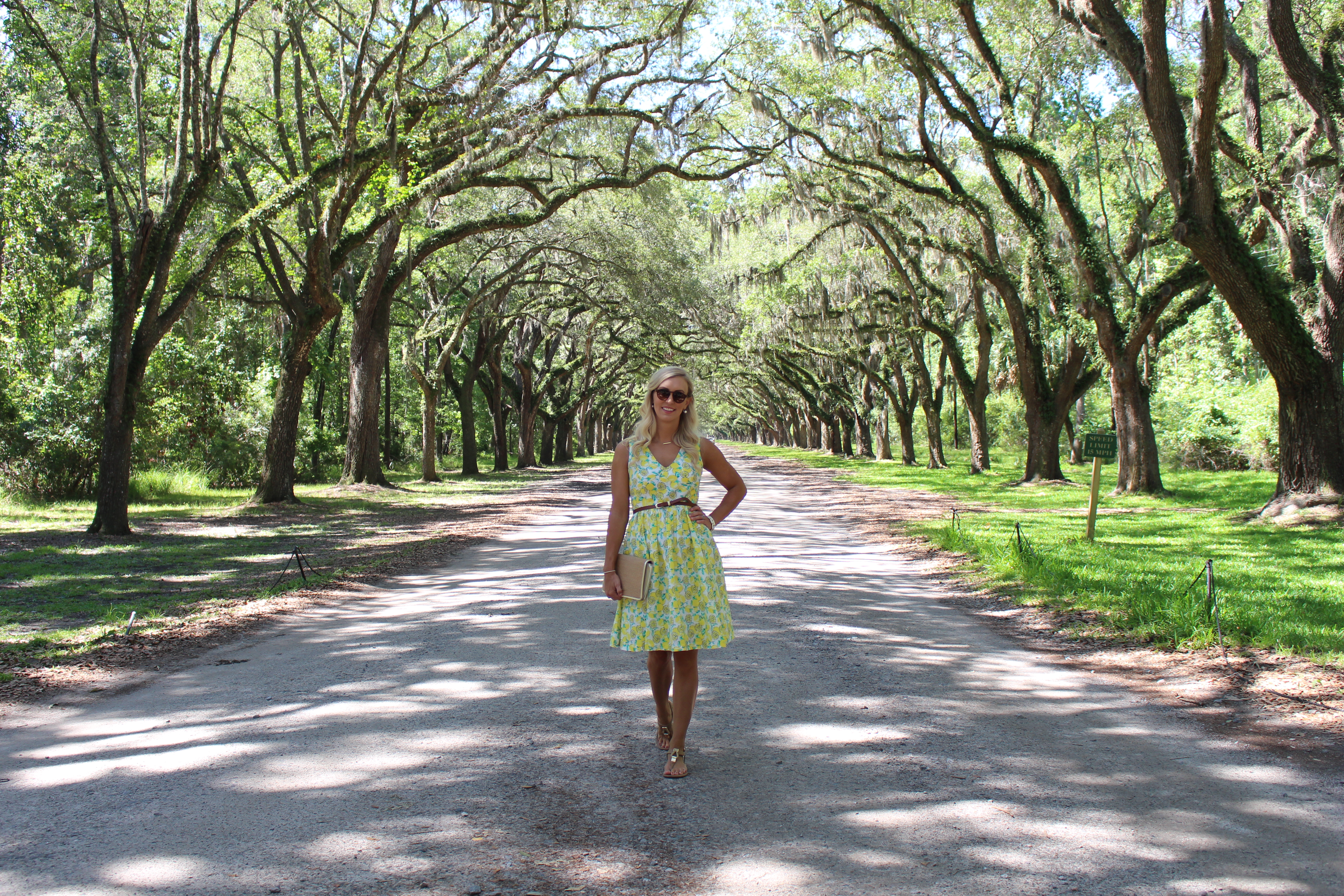 allison-cawley-savannah-live-oaks-wormsloe-historic-site