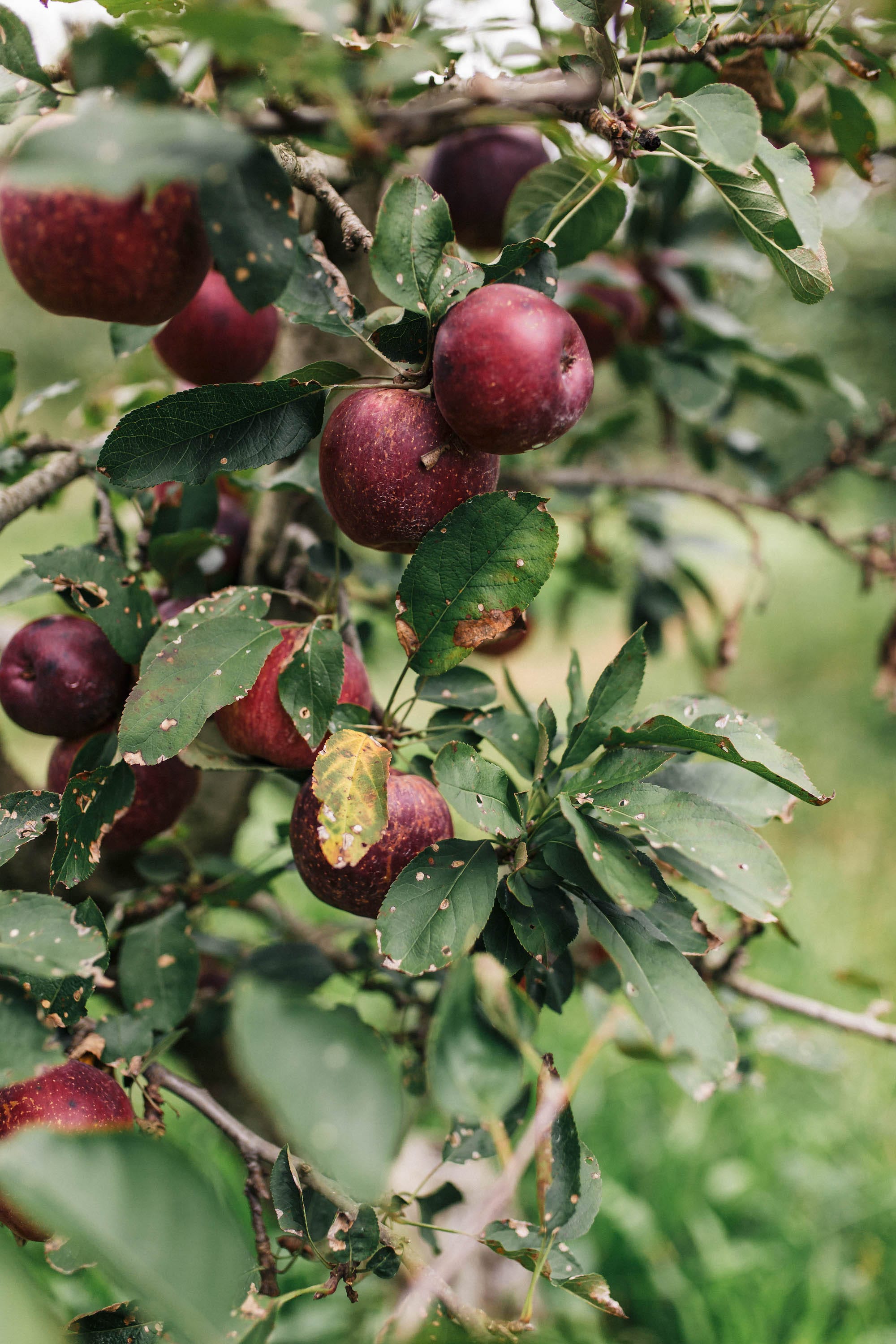 Apple-Picking-In-Georgia-2